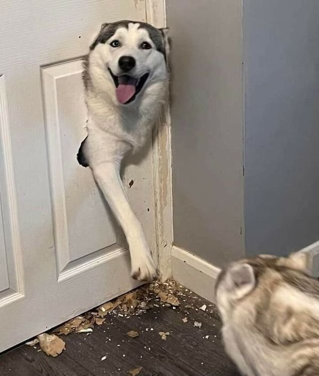 Funny Dogs (30 pics)
