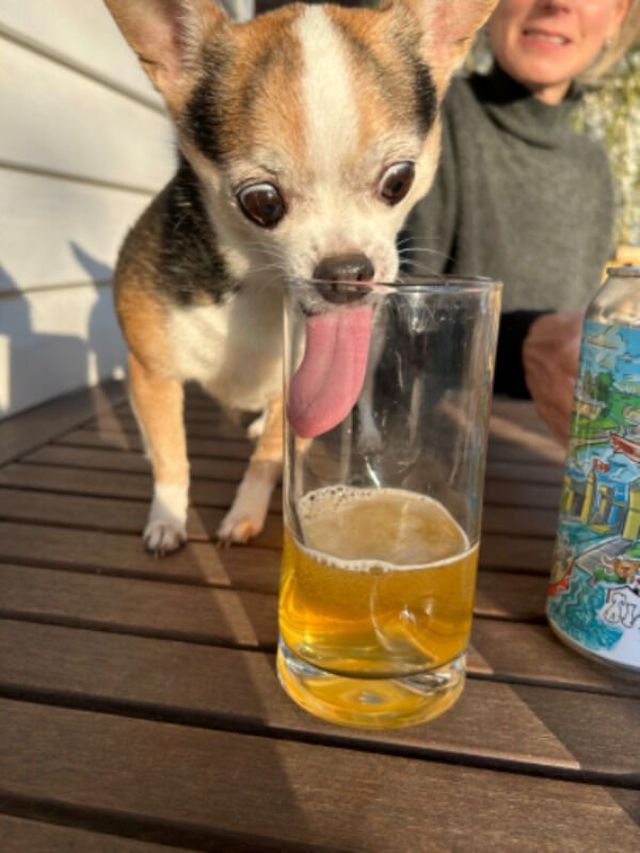 Cute Dogs (28 pics)