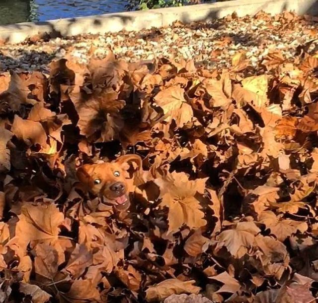 Find Animals Here (20 pics)