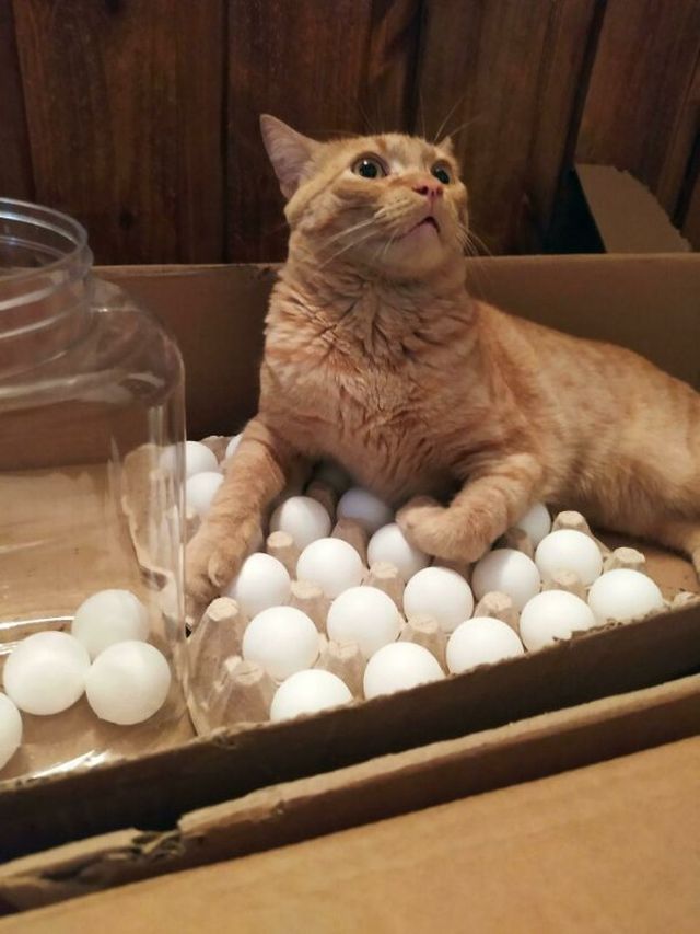 Funny Cats For Good Mood (24 pics)
