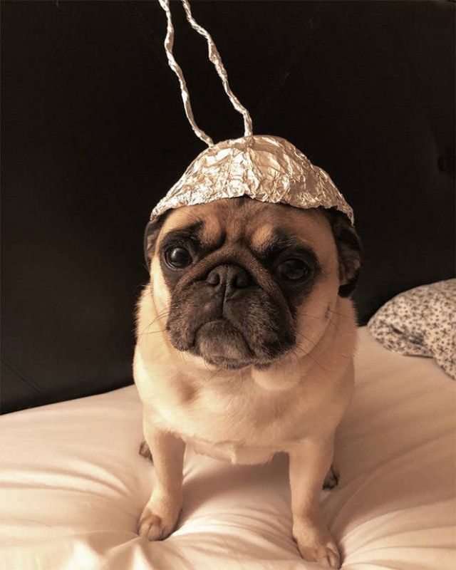 They Are Under Protection (21 pics)