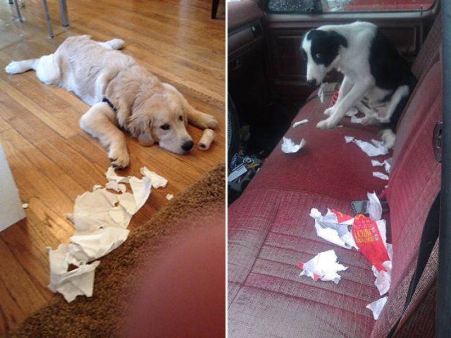 Dog Crimes (22 pics)