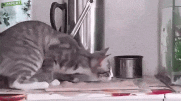 Acid GIFs, May 18 (25 gifs)