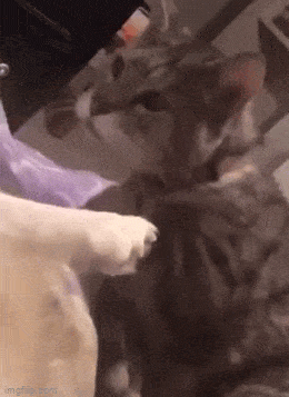 Acid GIFs, May 22 (25 gifs)