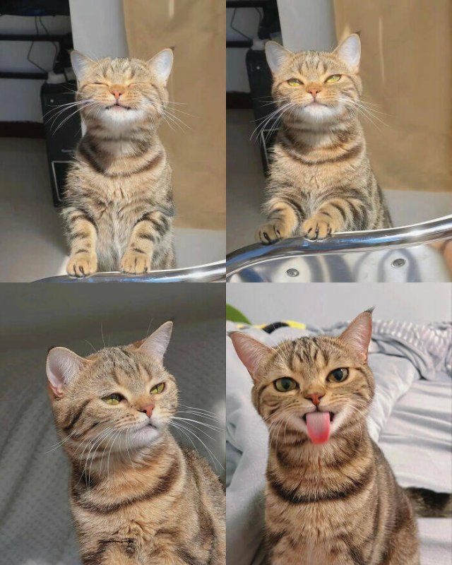 Cute Cats (25 pics)
