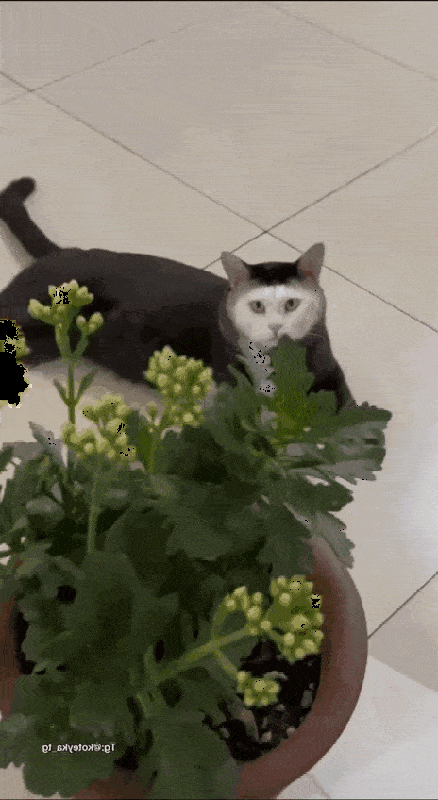 Acid GIFs, May 25 (25 gifs)