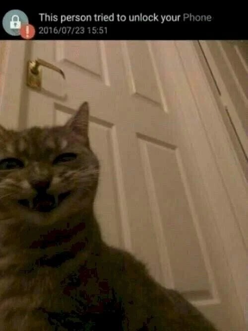 Funny Cats (27 pics)