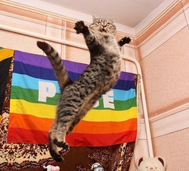 Funny Cats (27 pics)
