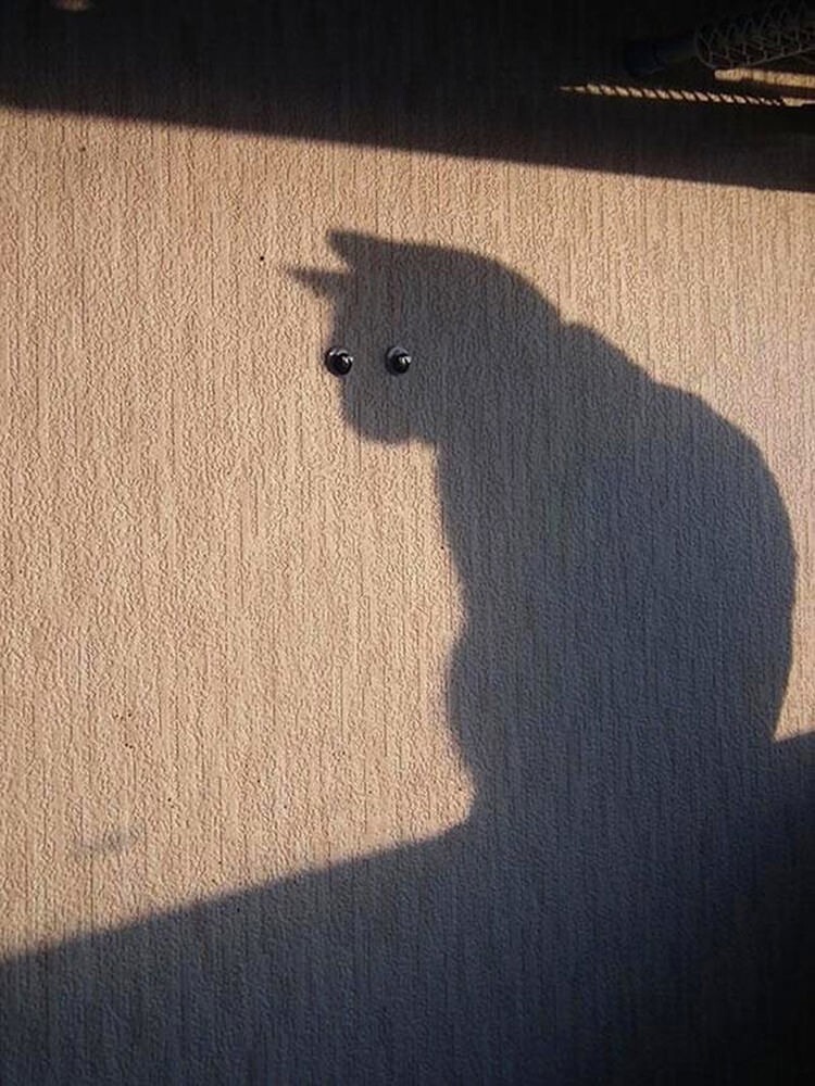 Funny Cats (27 pics)