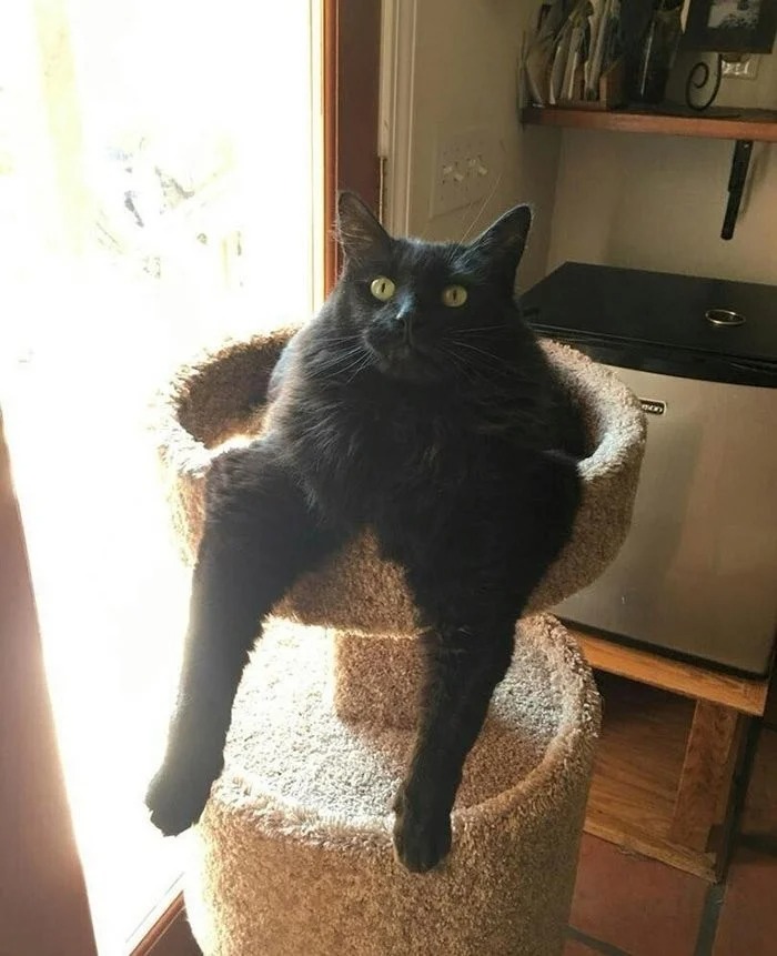 Funny Cats (27 pics)