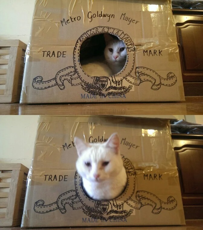 Funny Cats (27 pics)