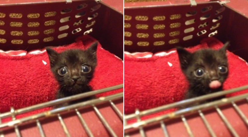 Funny Cats (27 pics)