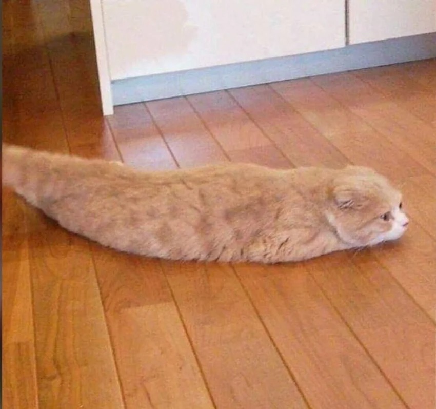 Funny Cats (27 pics)