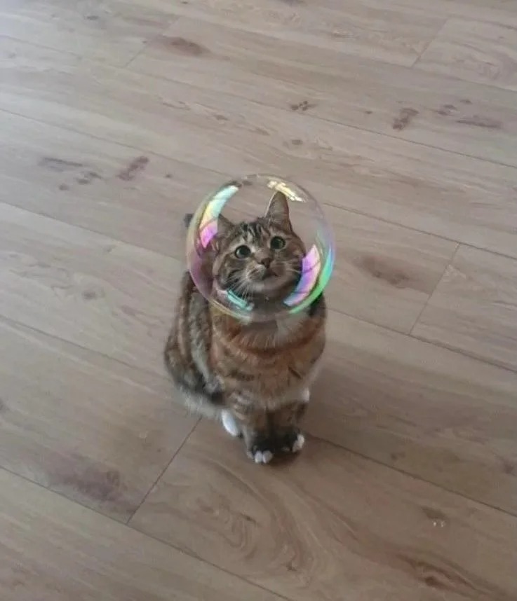 Funny Cats (27 pics)
