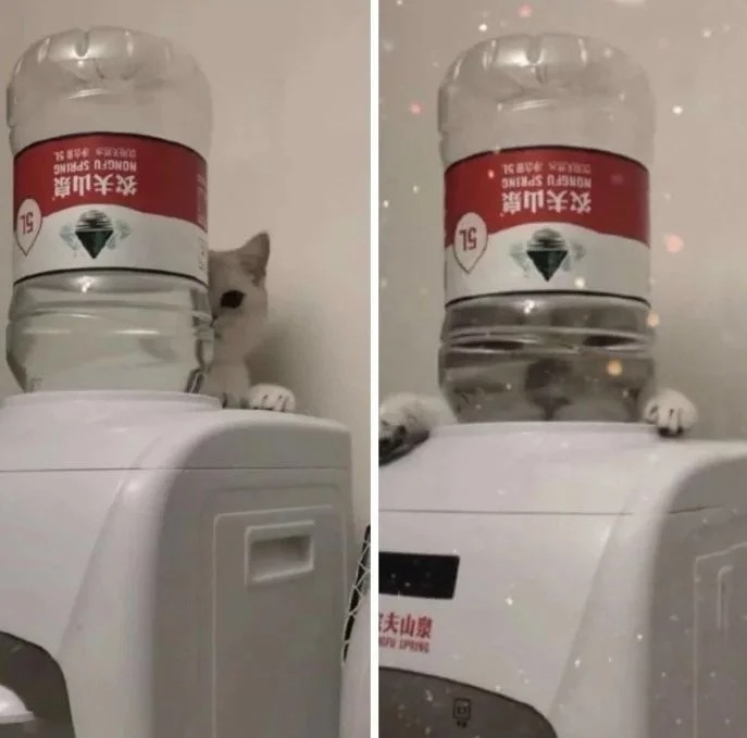 Funny Cats (27 pics)