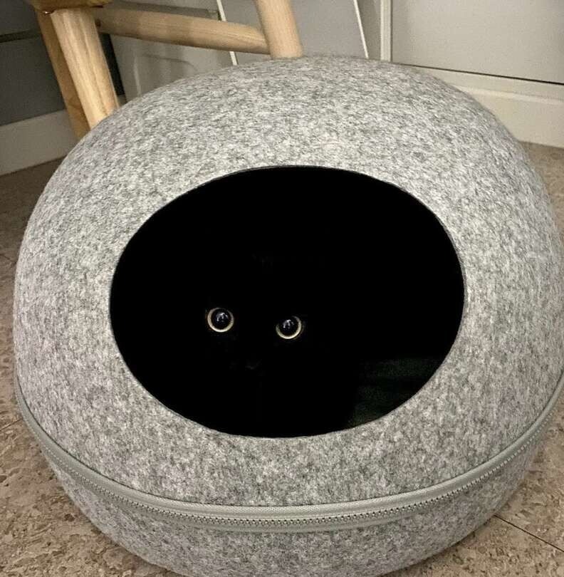 Funny Cats (27 pics)