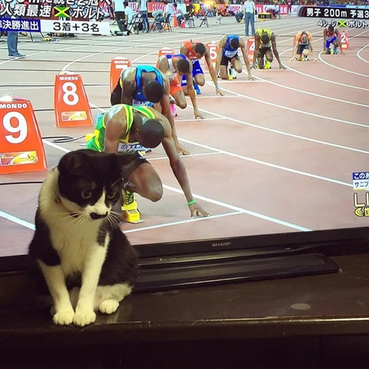 Funny Cats (27 pics)