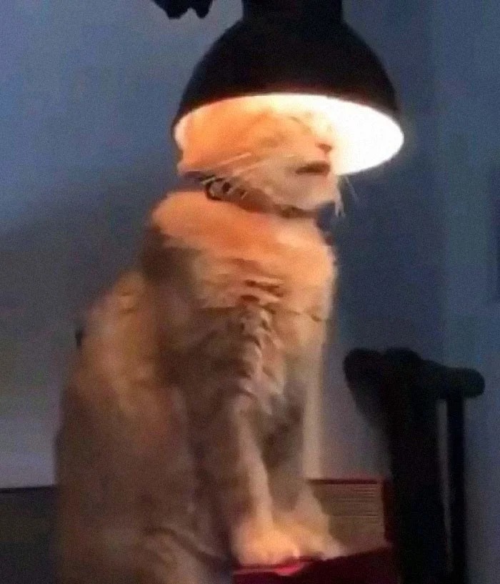Funny Cats (27 pics)