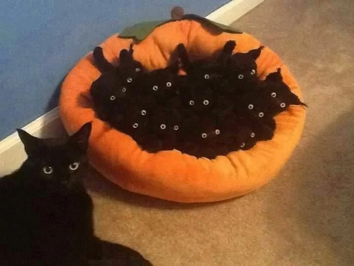 Funny Cats (27 pics)