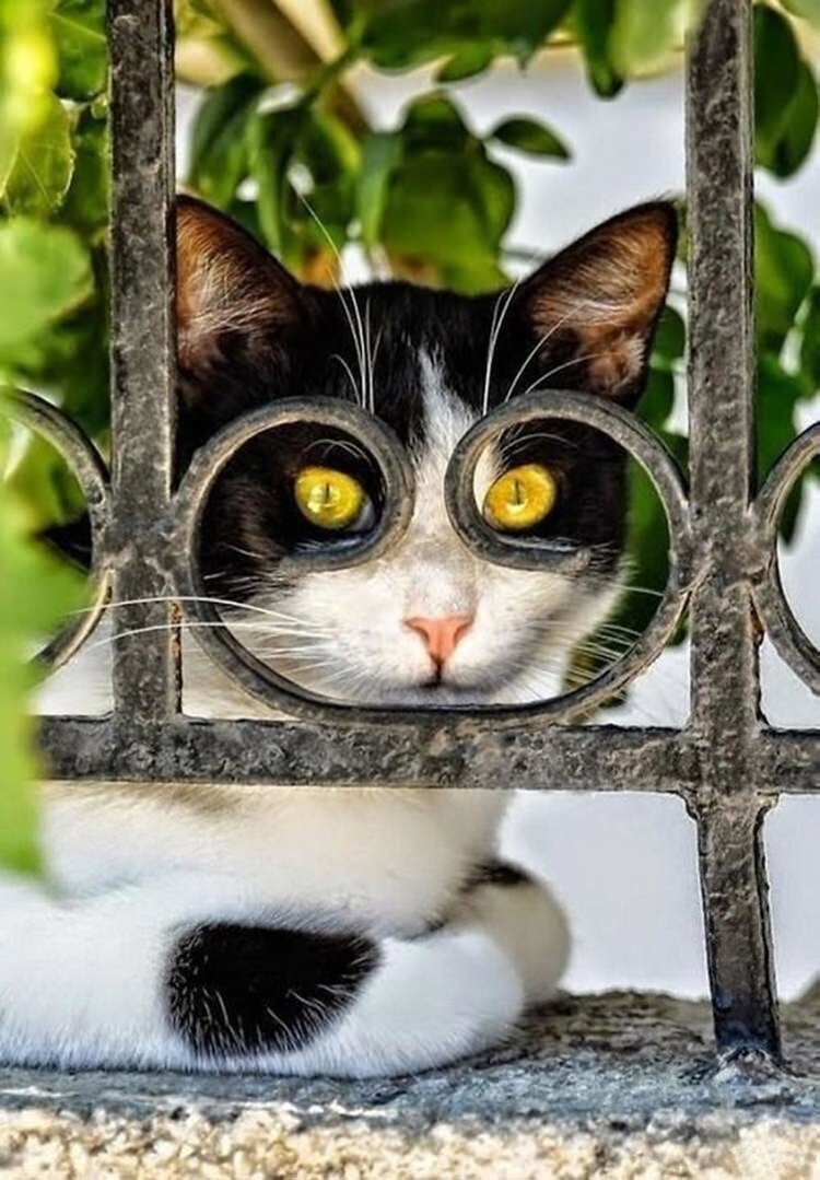 Funny Cats (27 pics)