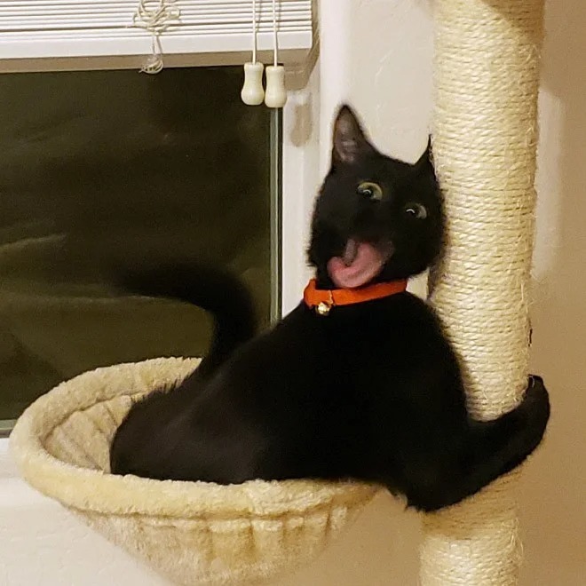 Funny Cats (27 pics)
