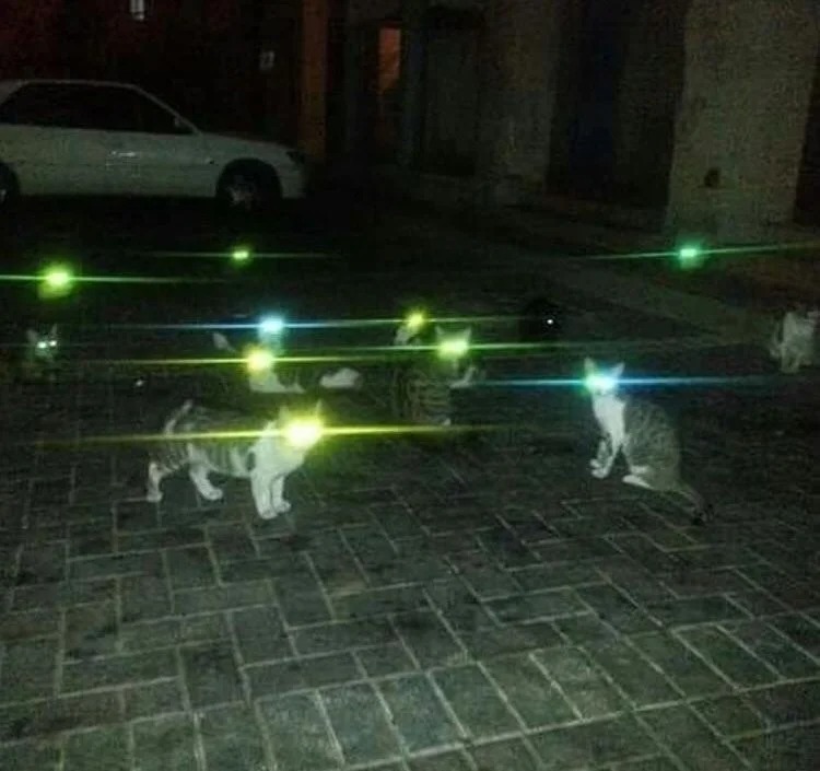 Funny Cats (27 pics)