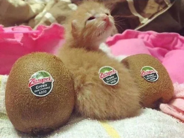 Funny Cats (27 pics)