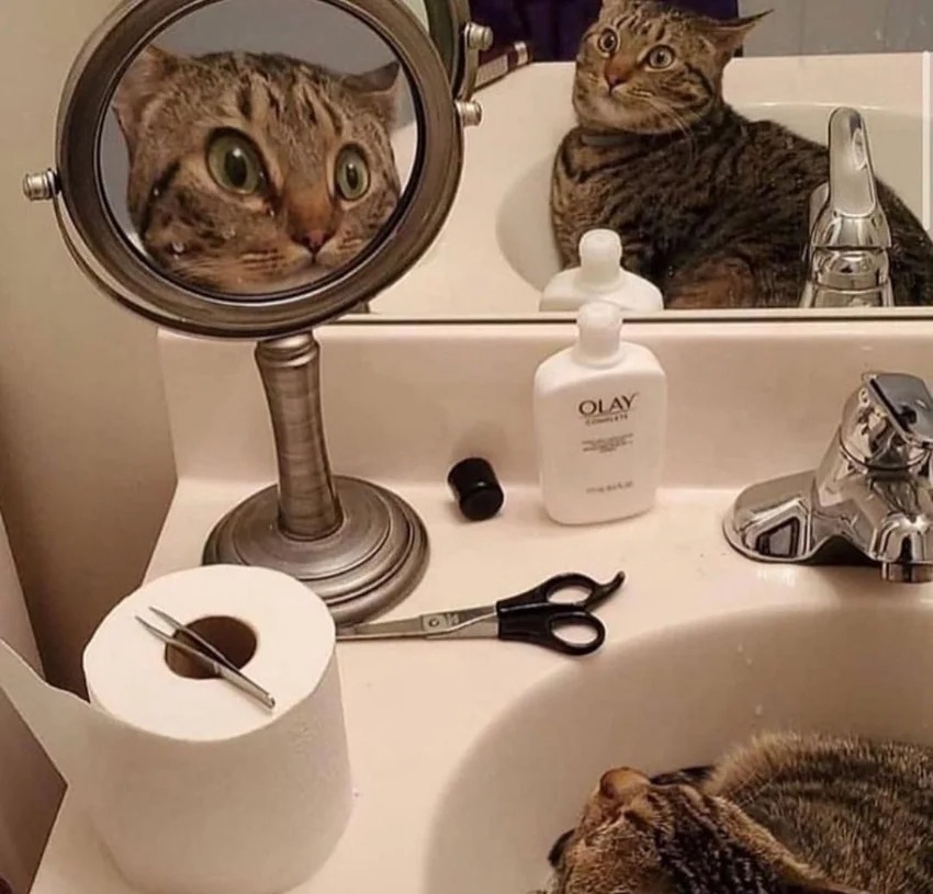 Funny Cats (27 pics)