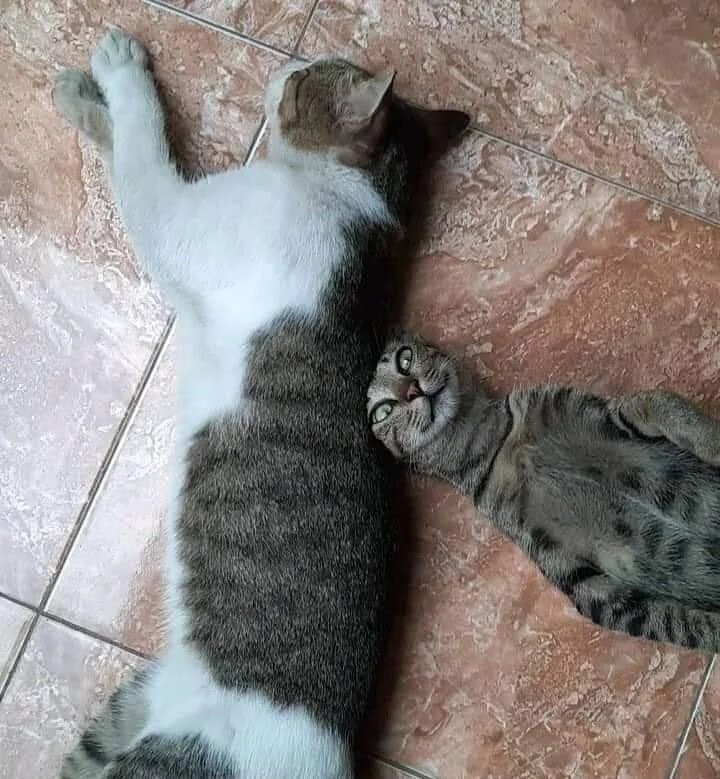 Funny Cats (27 pics)