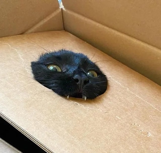 Funny Cats (27 pics)