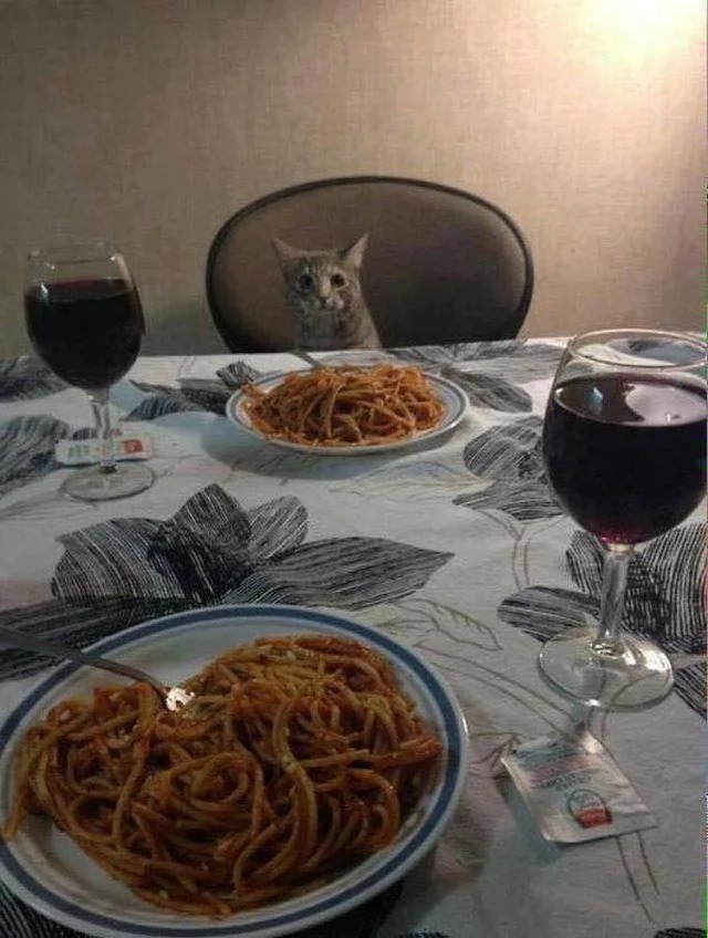 Funny Cats (27 pics)
