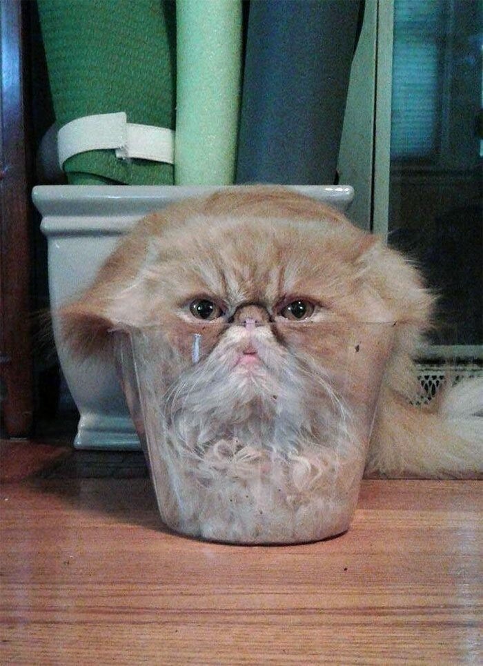 Funny Cats (27 pics)