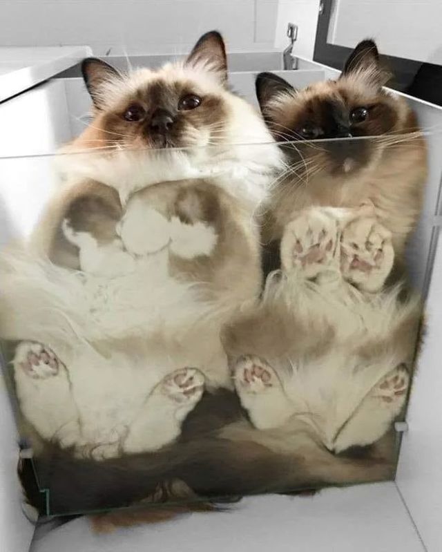 Funny Cats (27 pics)