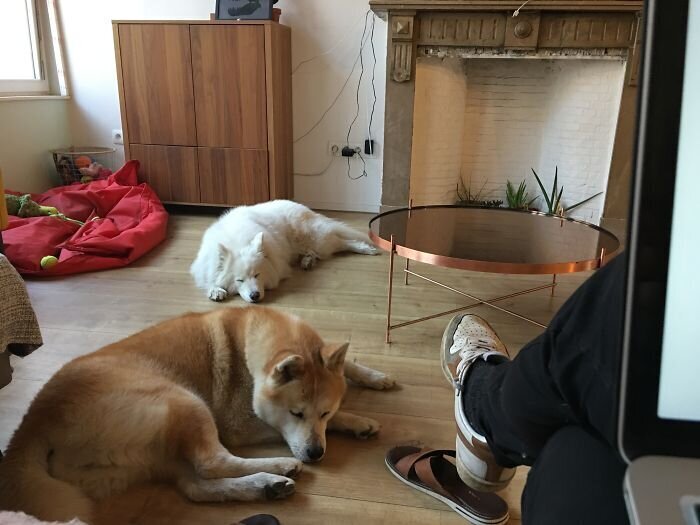 Pets And Remote Work (25 pics)