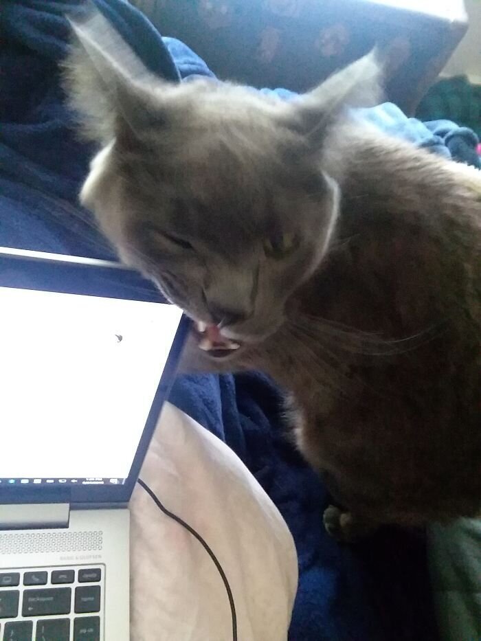 Pets And Remote Work (25 pics)