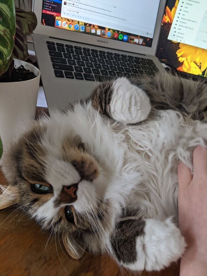 Pets And Remote Work (25 pics)