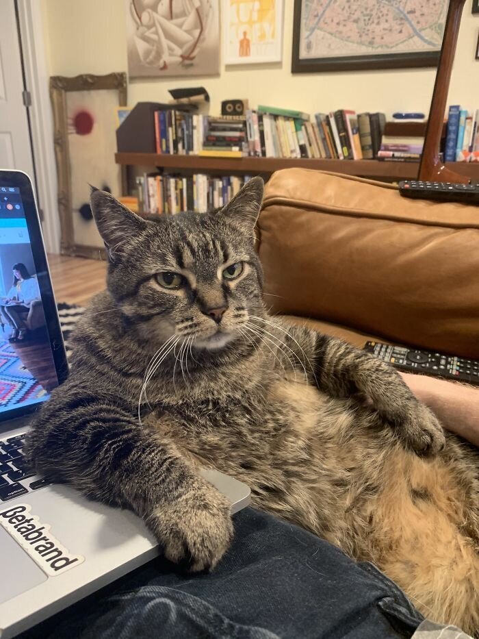 Pets And Remote Work (25 pics)