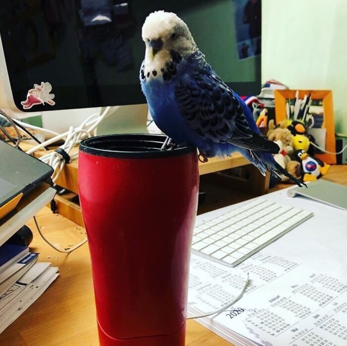 Pets And Remote Work (25 pics)