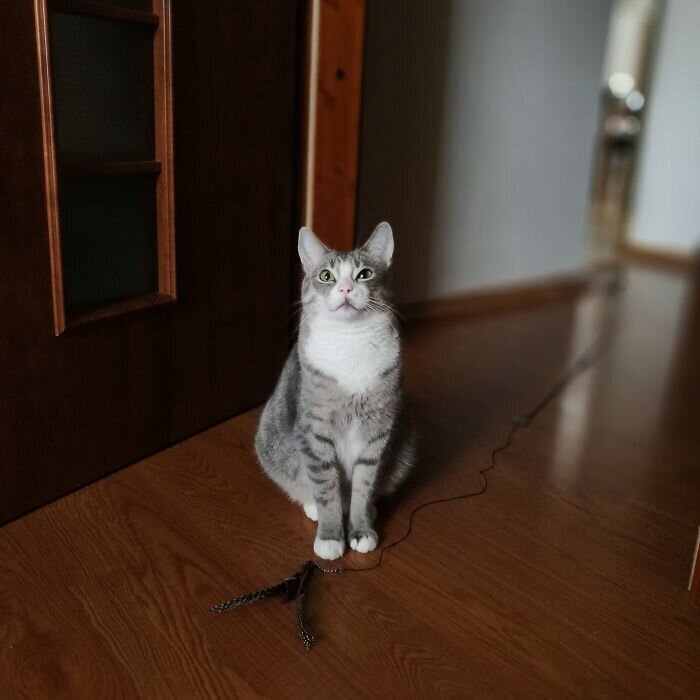 Pets And Remote Work (25 pics)