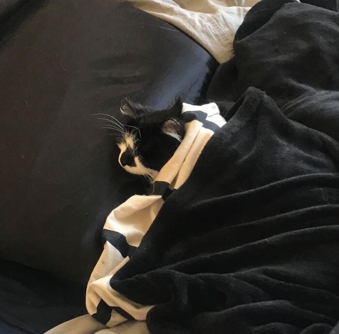 Pets And Remote Work (25 pics)
