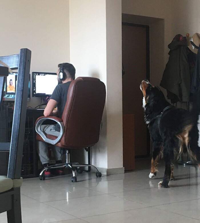 Pets And Remote Work (25 pics)