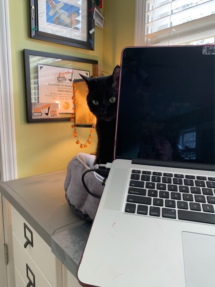 Pets And Remote Work (25 pics)