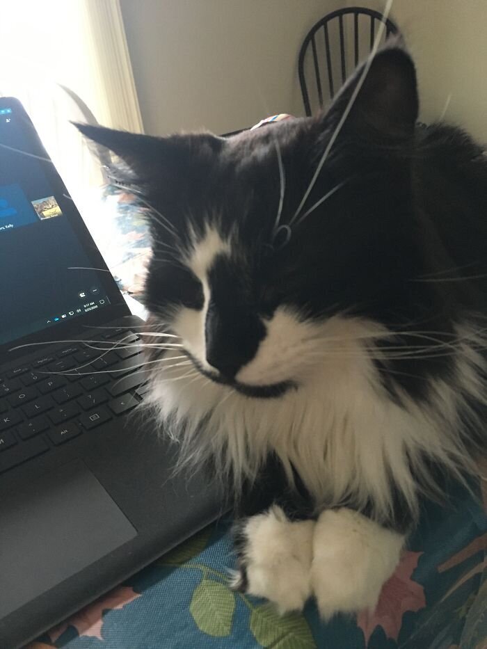 Pets And Remote Work (25 pics)