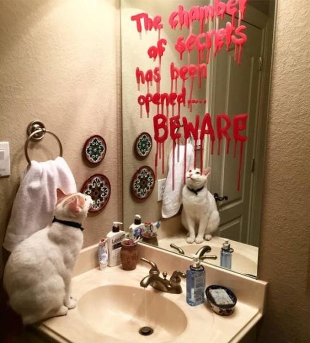 Funny Animals (54 pics)