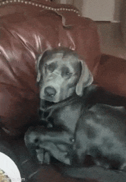 Acid GIFs, June 7 (25 gifs)