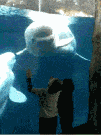 Acid GIFs, June 7 (25 gifs)