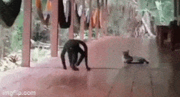 Acid GIFs, June 7 (25 gifs)