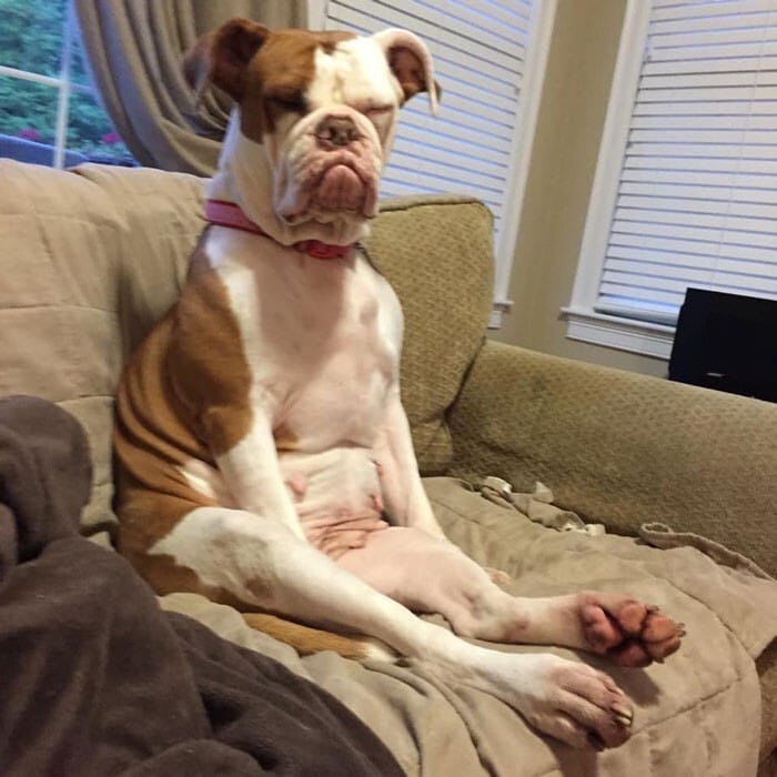 Funny Dogs (29 pics)