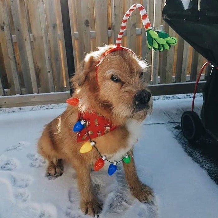 Funny Dogs (29 pics)