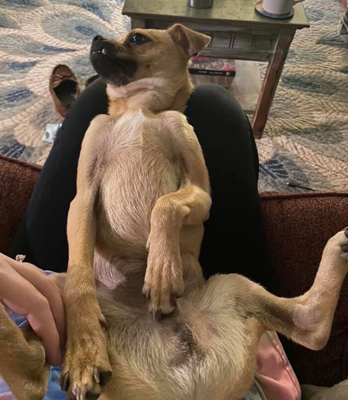 Funny Dogs (29 pics)